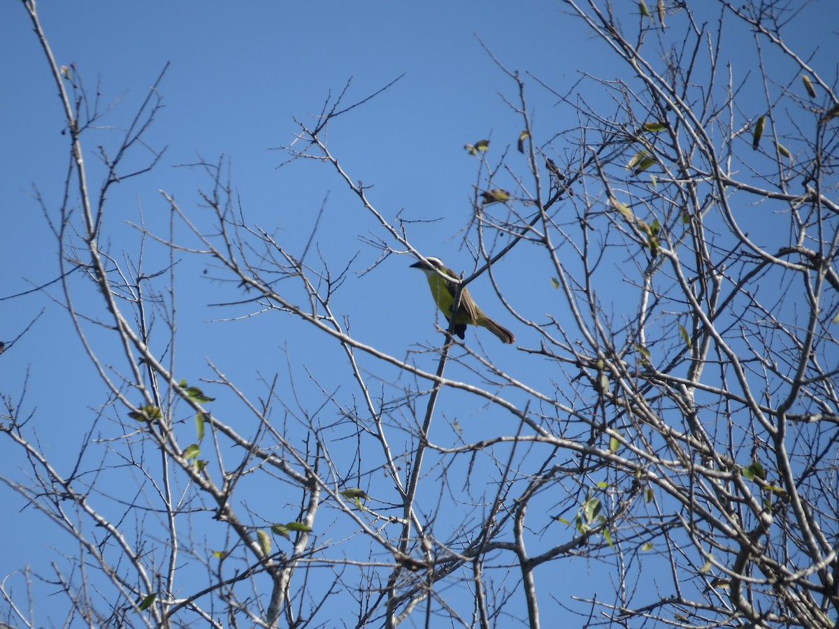 Social Flycatcher - ML629289245