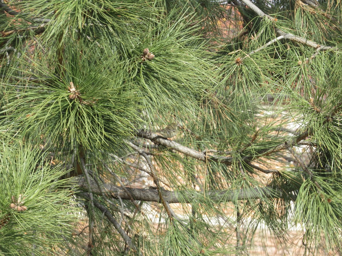 Pine Warbler - ML629289285