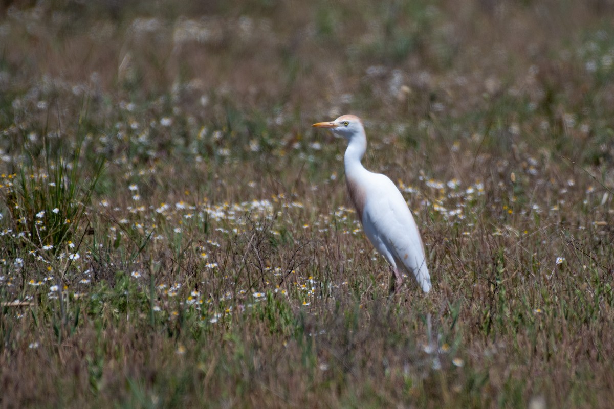Western Cattle-Egret - ML629289348