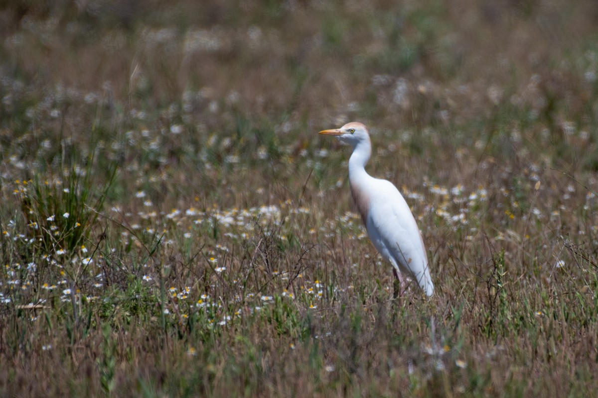 Western Cattle-Egret - ML629289349