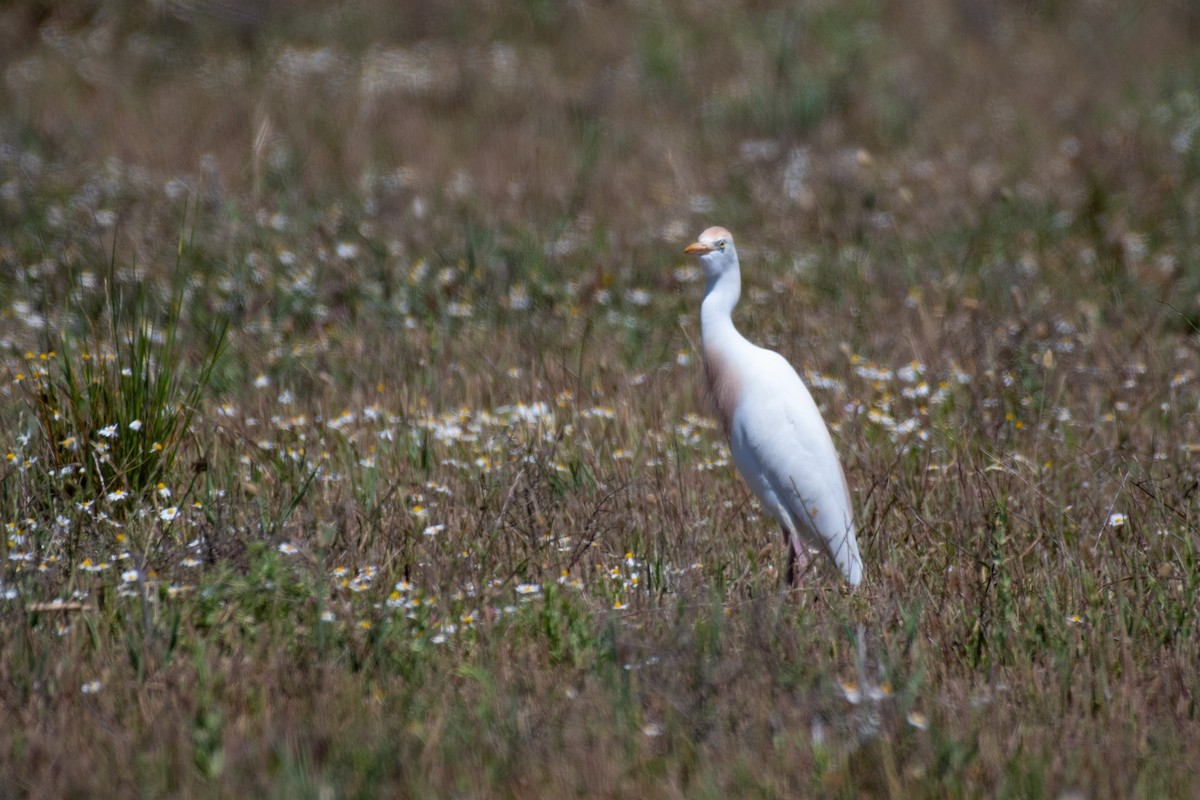 Western Cattle-Egret - ML629289351