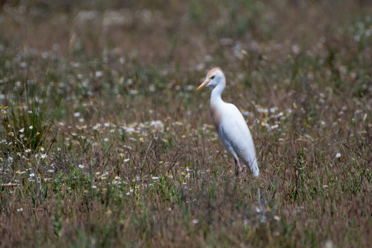 Western Cattle-Egret - ML629289352