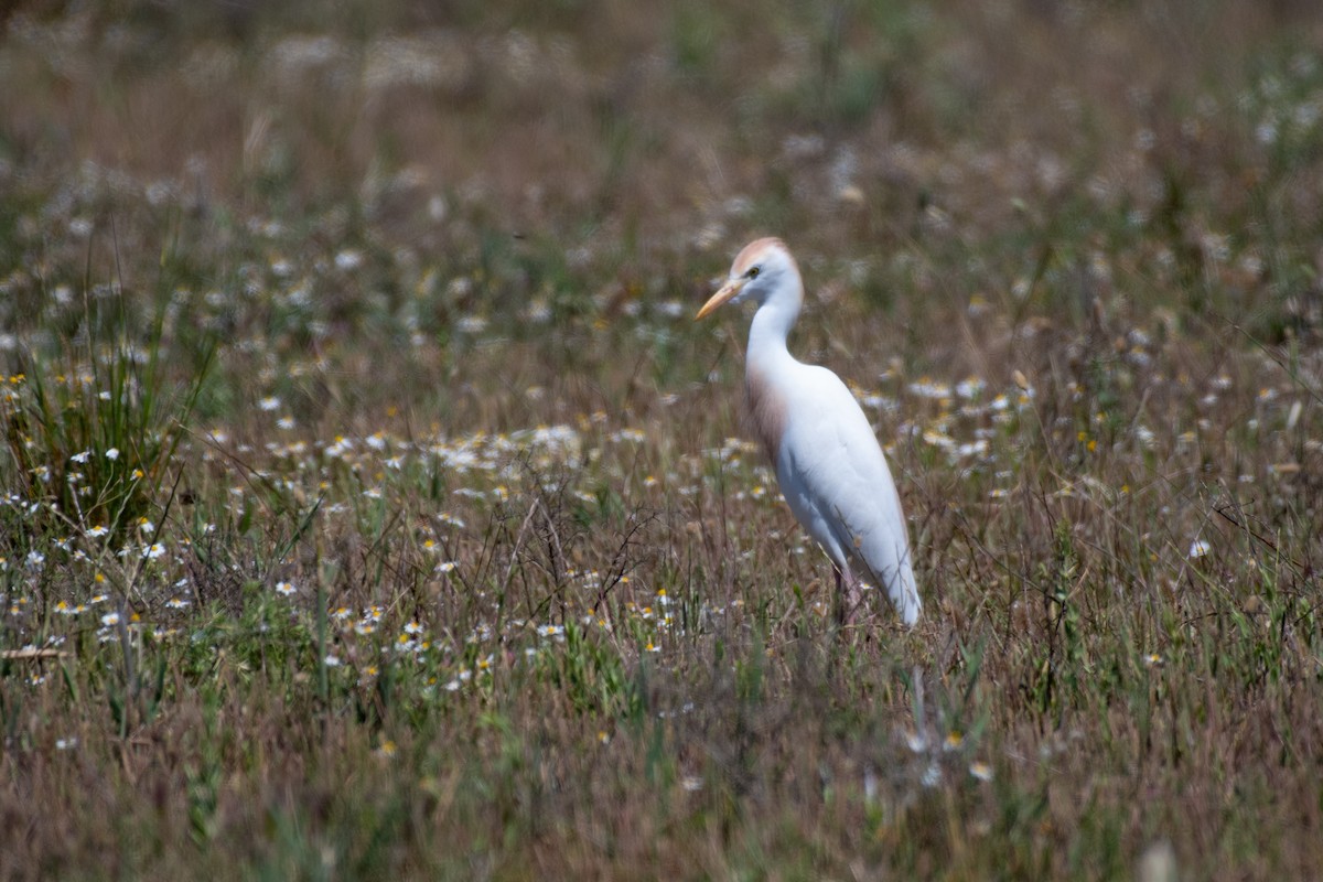 Western Cattle-Egret - ML629289353