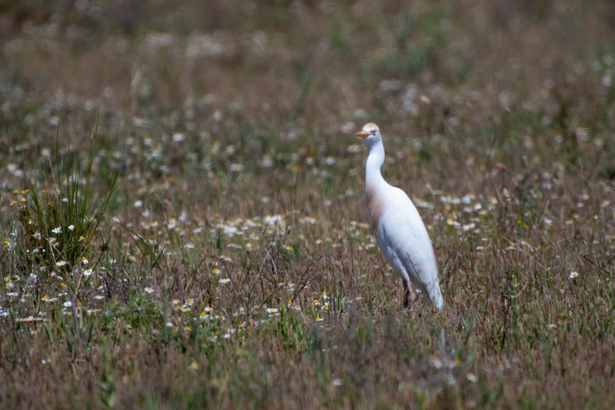 Western Cattle-Egret - ML629289354