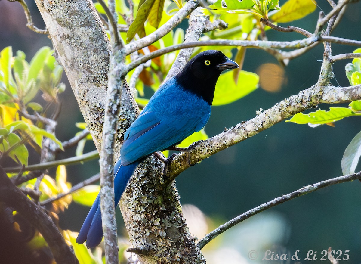 Bushy-crested Jay - ML629289510