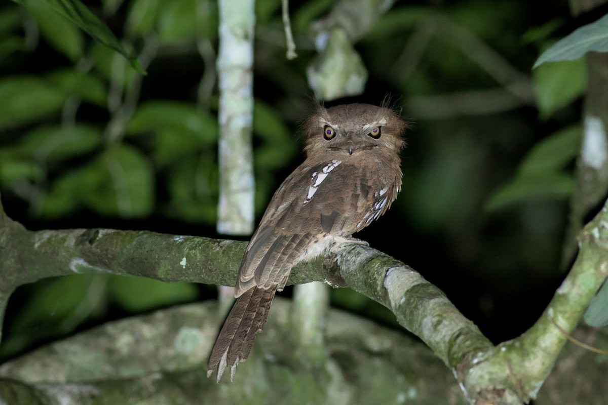 Sunda Frogmouth - Wilbur Goh
