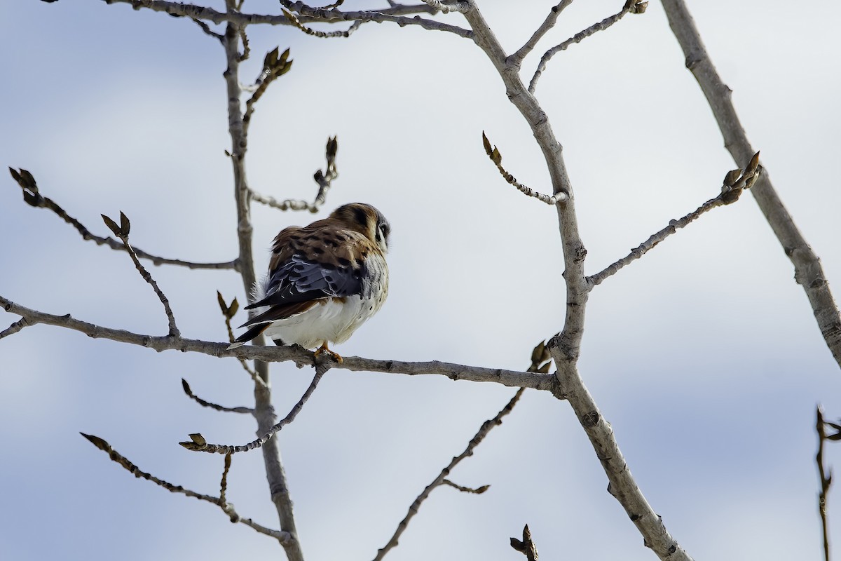 American Kestrel - ML629290542