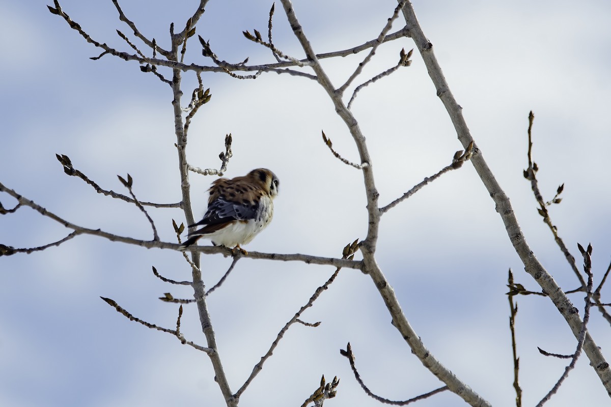 American Kestrel - ML629290543