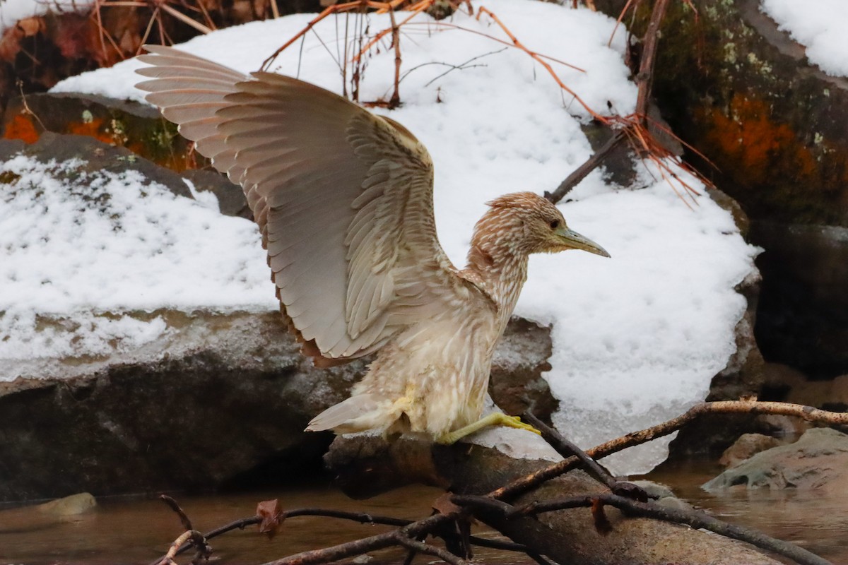 Black-crowned Night Heron - ML629290741
