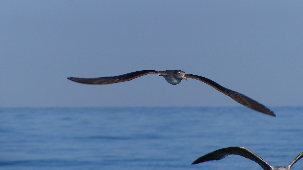 Scopoli's Shearwater - ML629290813