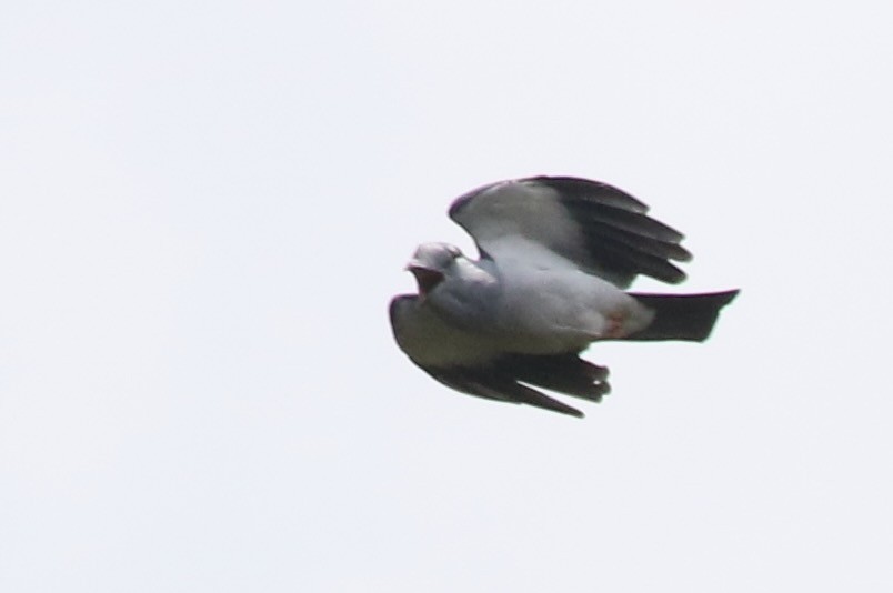 Cuckoo-roller - ML629290830