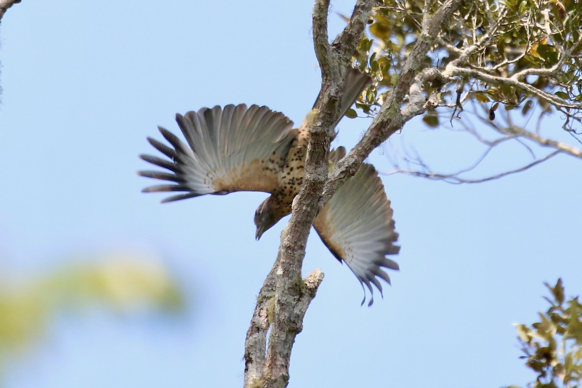 Cuckoo-roller - ML629290831