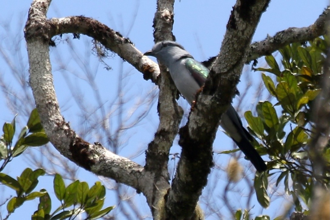 Cuckoo-roller - ML629290832