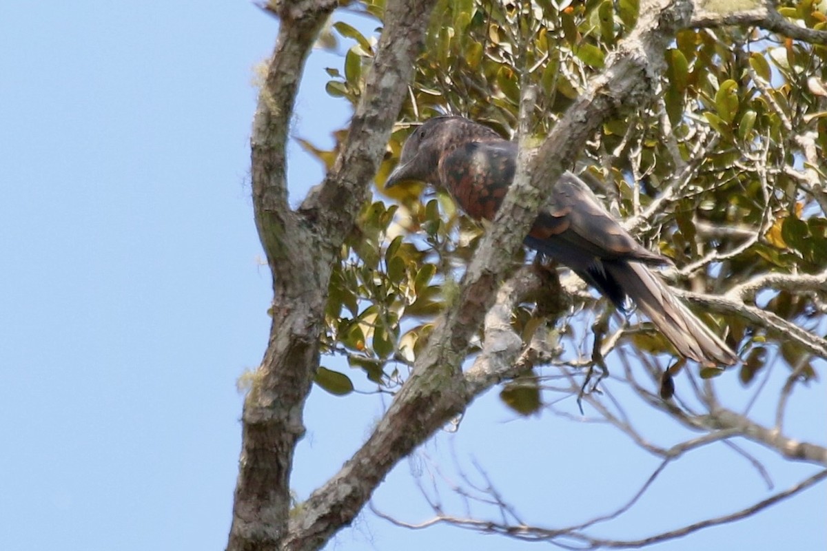 Cuckoo-roller - ML629290833