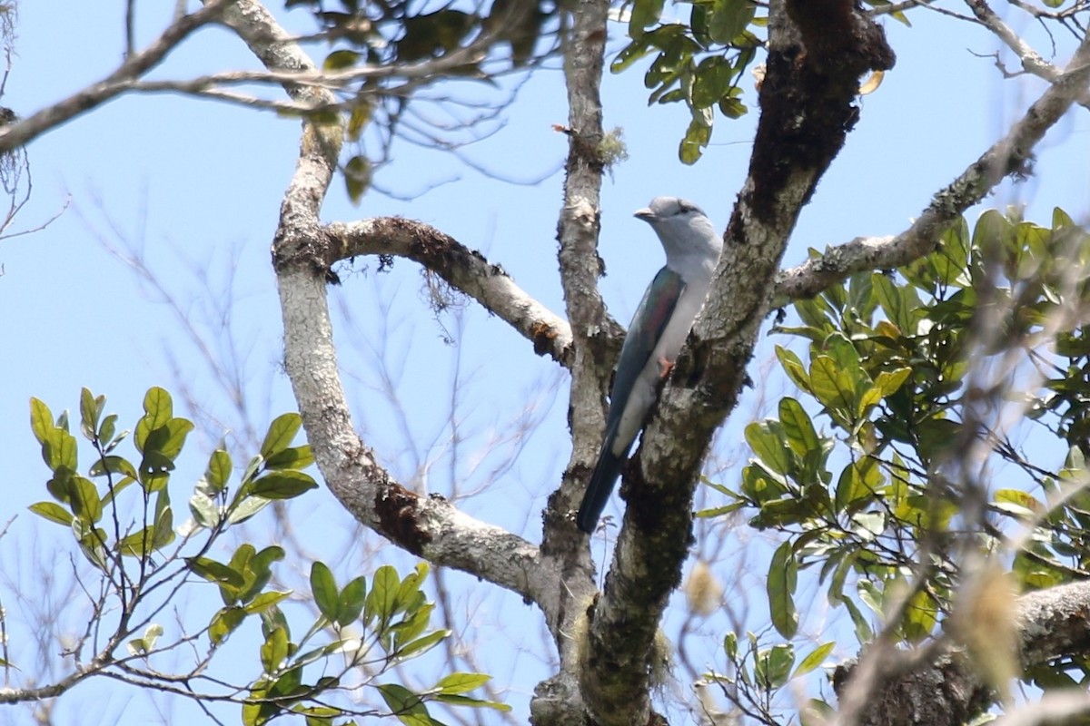 Cuckoo-roller - ML629290834