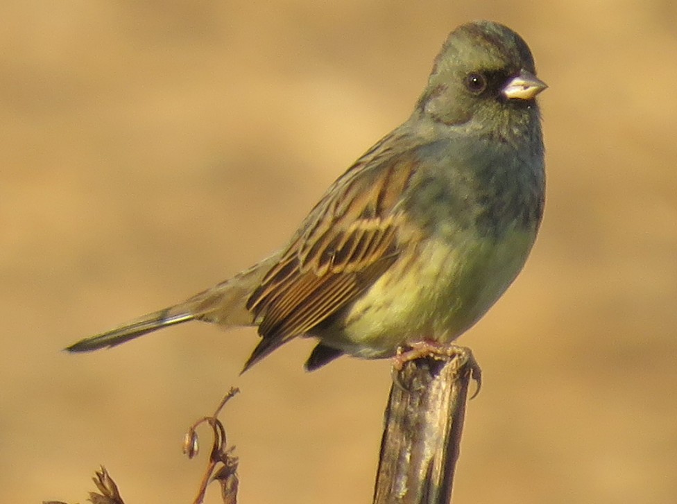 Black-faced Bunting - ML629290836