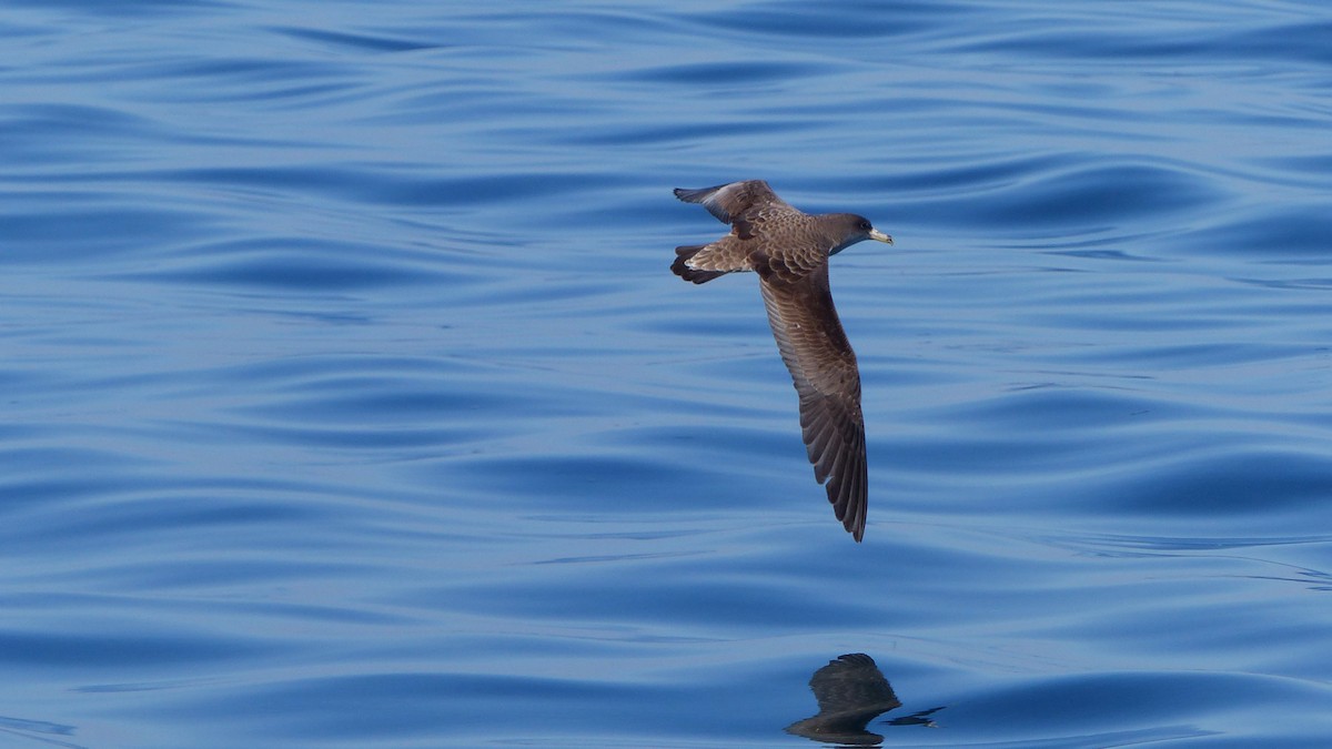 Scopoli's Shearwater - ML629290863