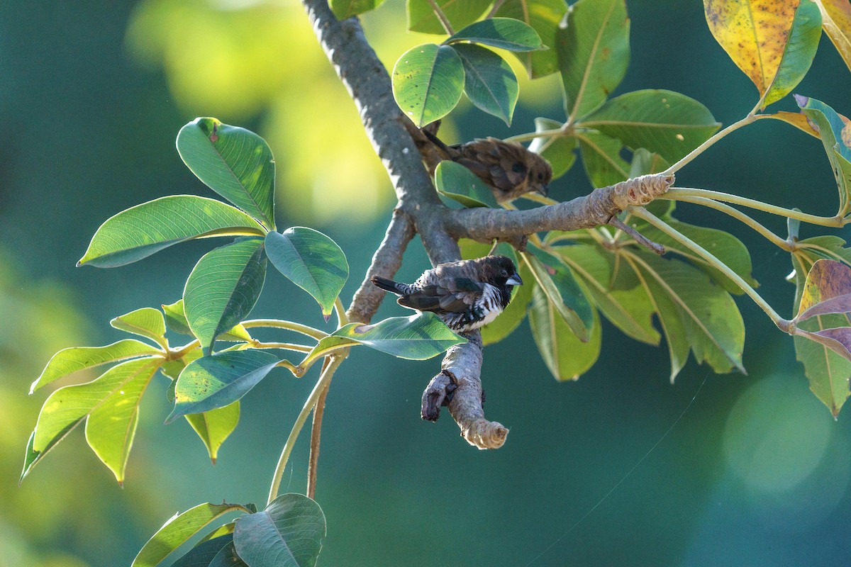 Bronze Mannikin - ML629290864