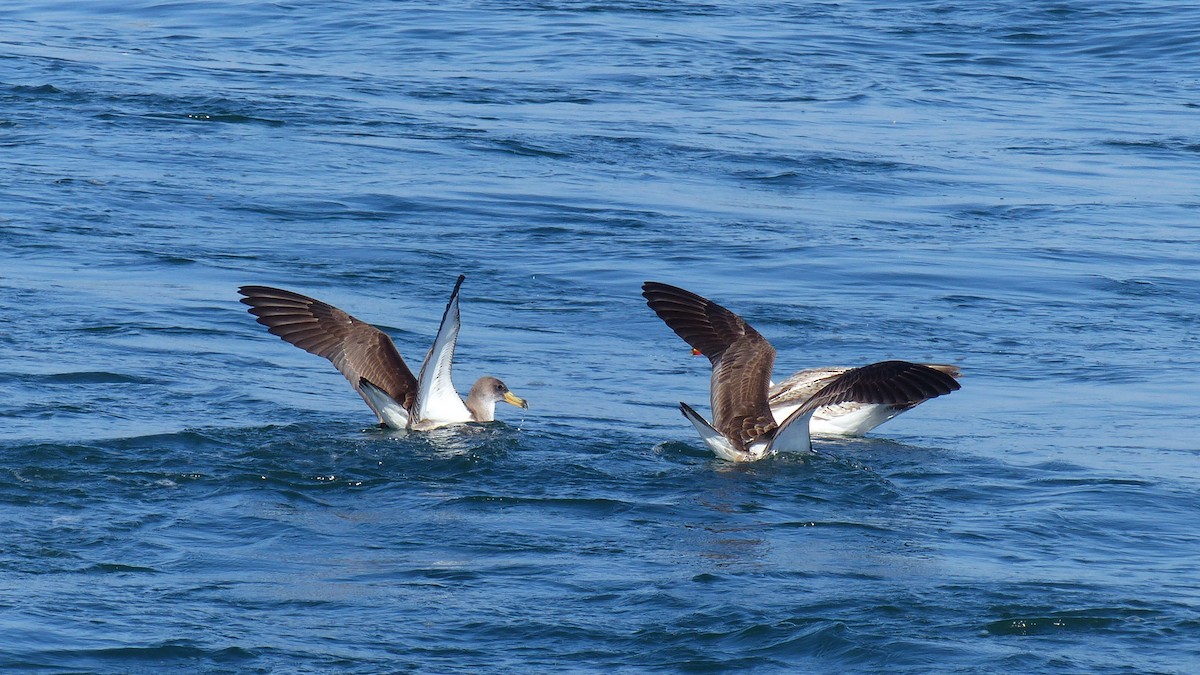 Scopoli's Shearwater - ML629290879