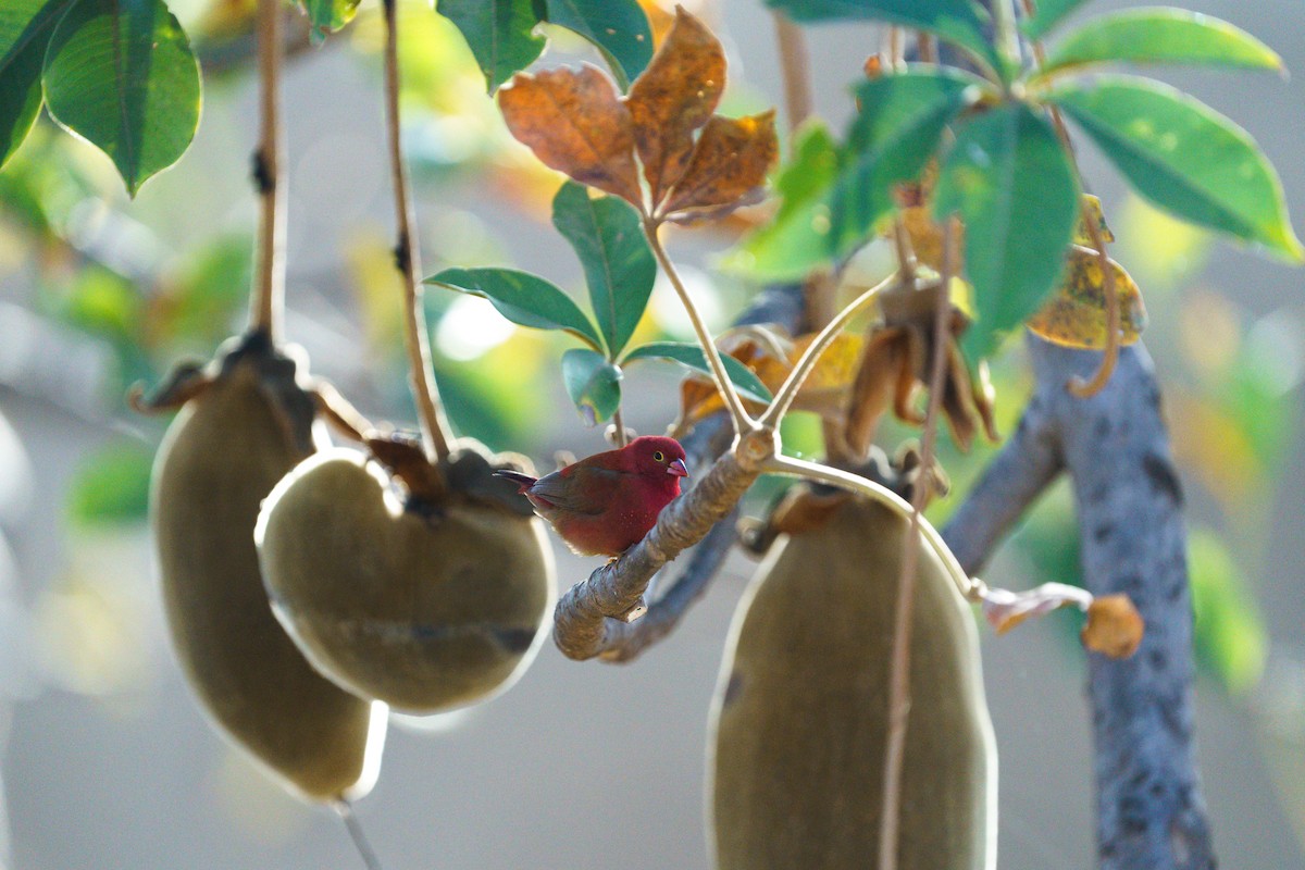 Red-billed Firefinch - ML629290882