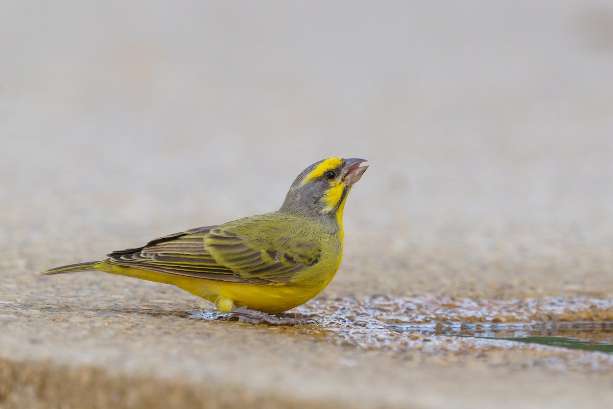 黃額絲雀 - ML629290897