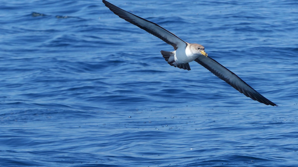 Scopoli's Shearwater - ML629290903