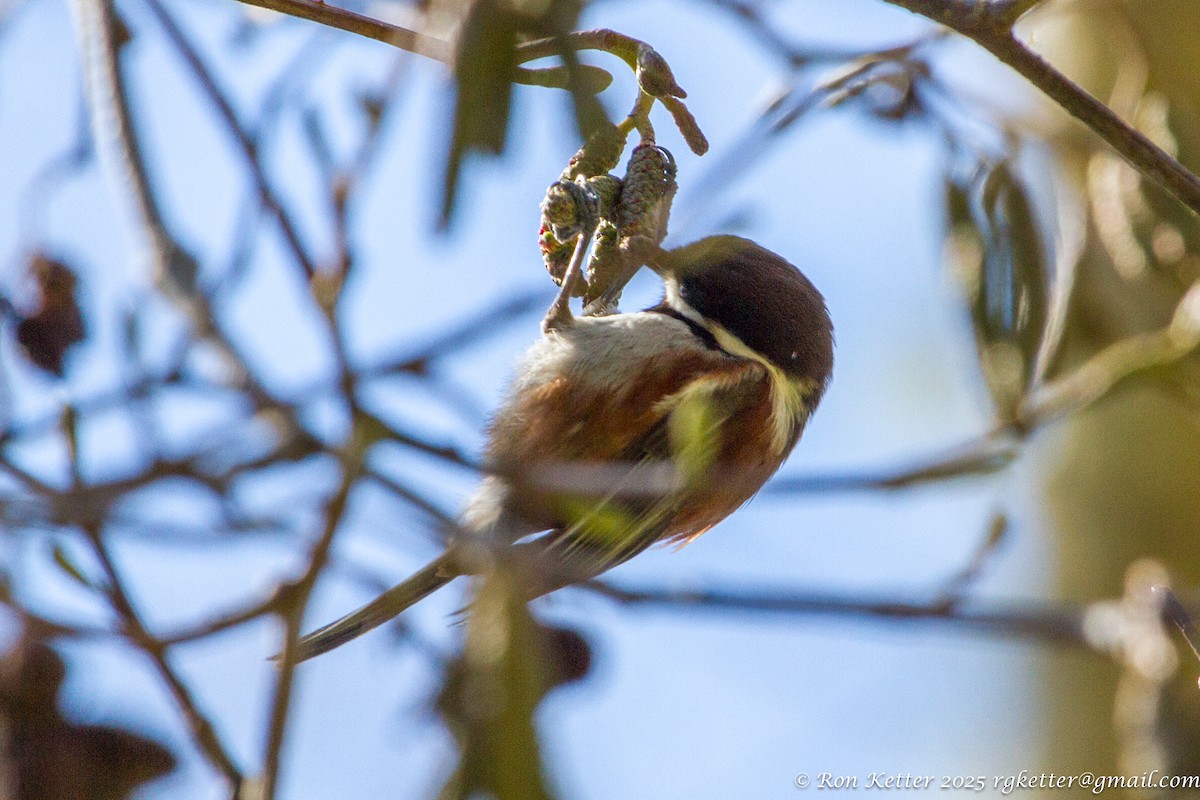 Chestnut-backed Chickadee - ML629290979