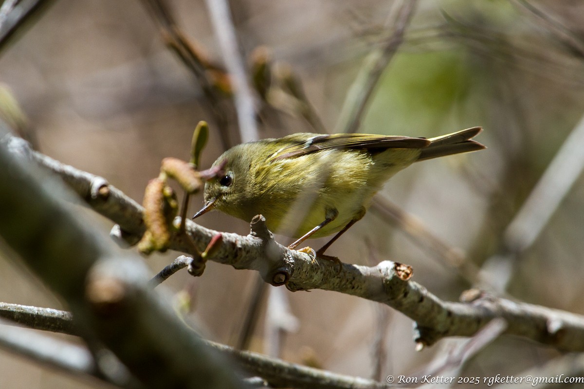 Ruby-crowned Kinglet - ML629291007