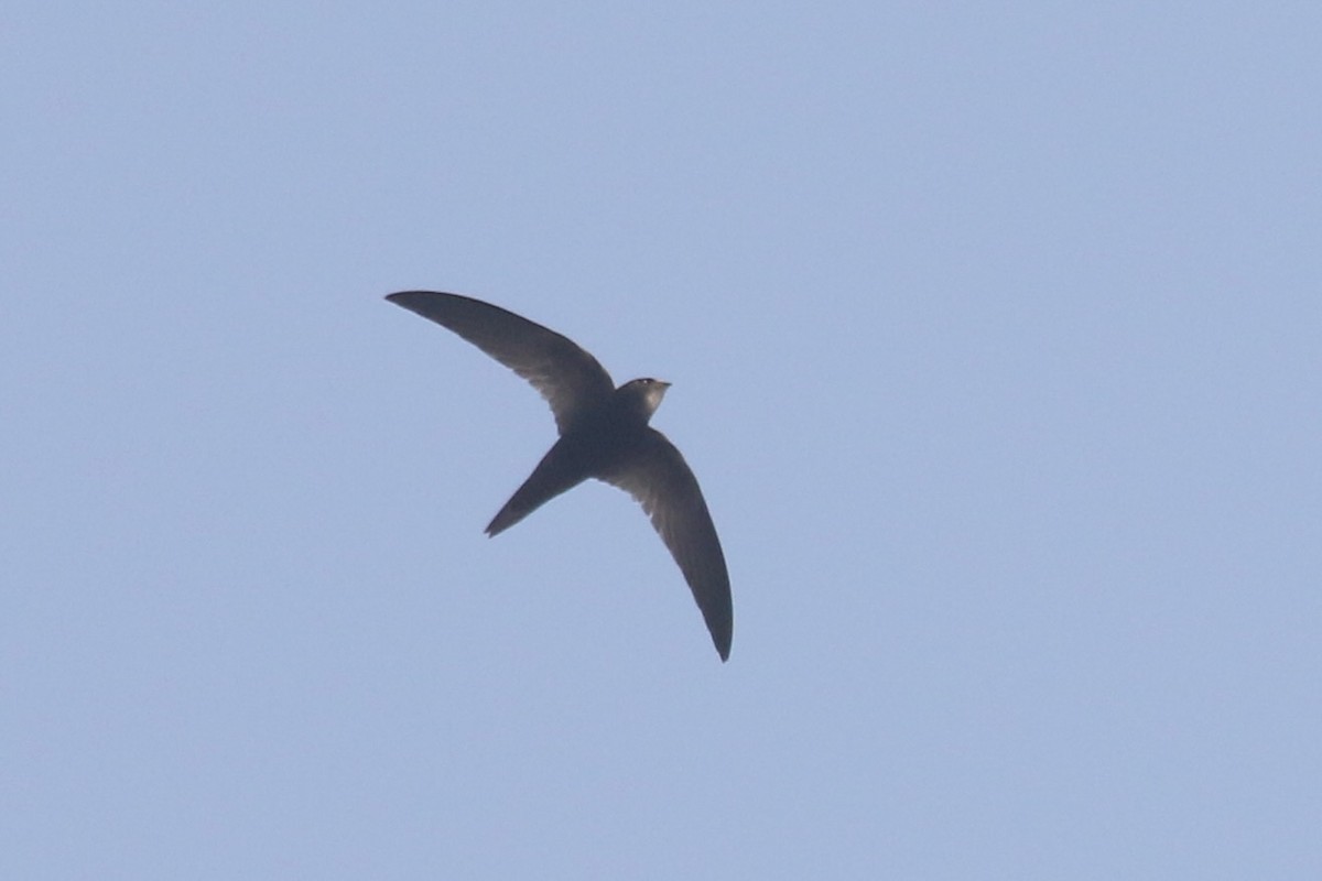 Malagasy Swift - ML629291011