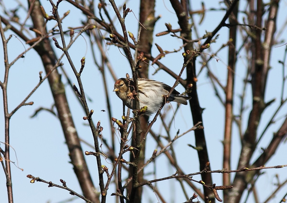 Redpoll - ML629291015