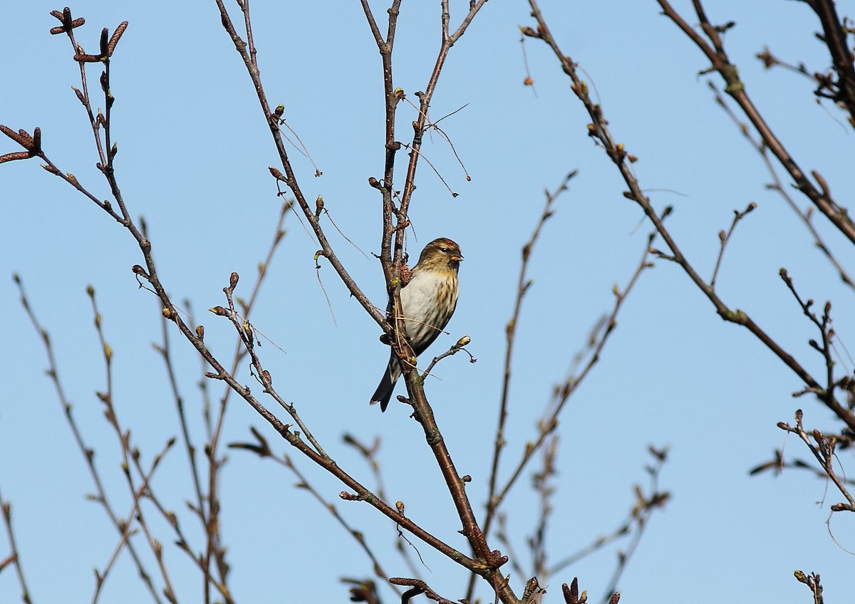 Redpoll - ML629291016