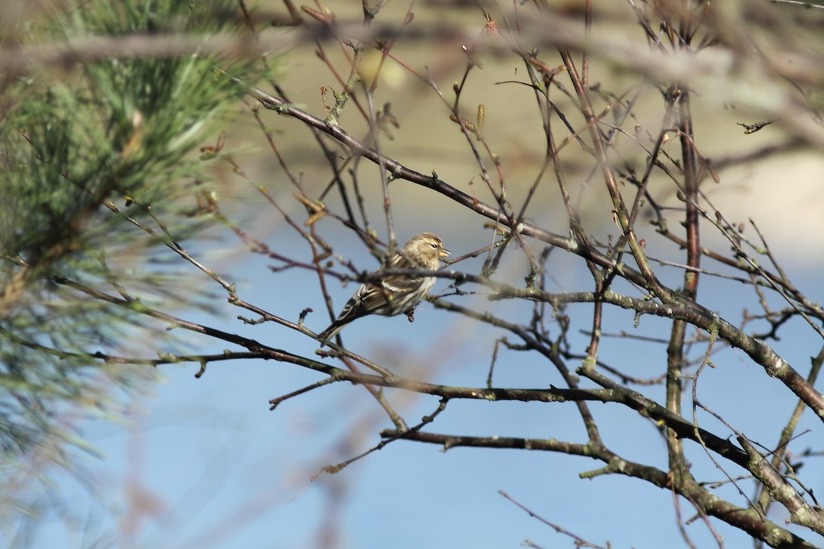 Redpoll - ML629291017