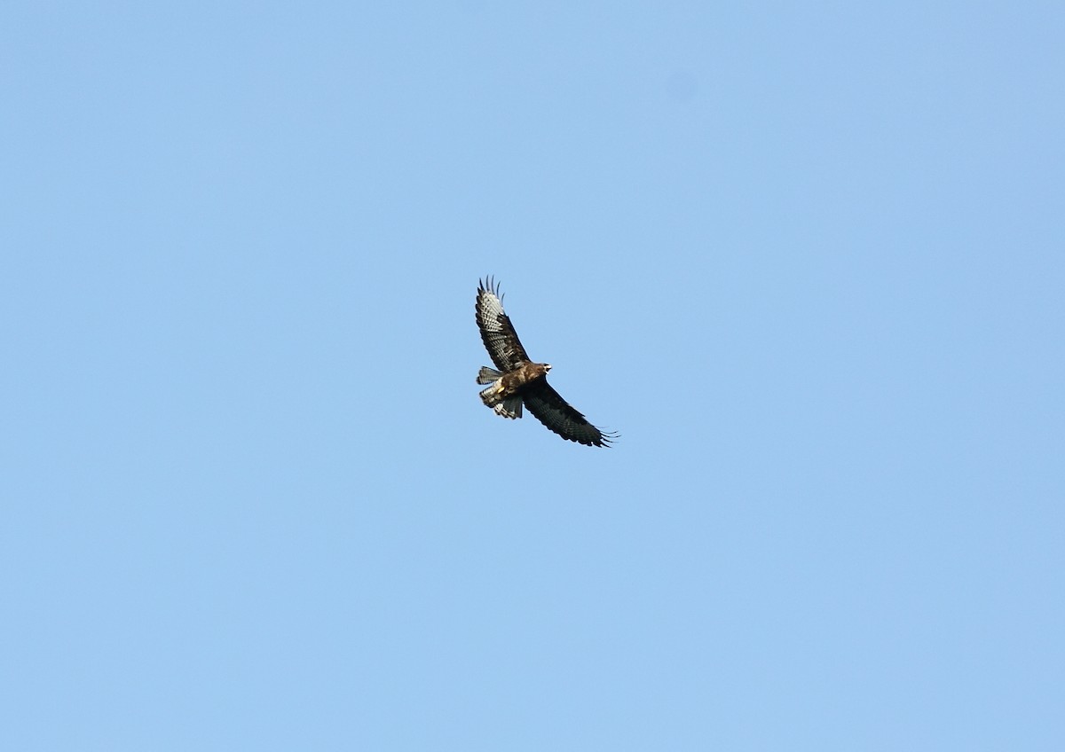 Common Buzzard - ML629291024