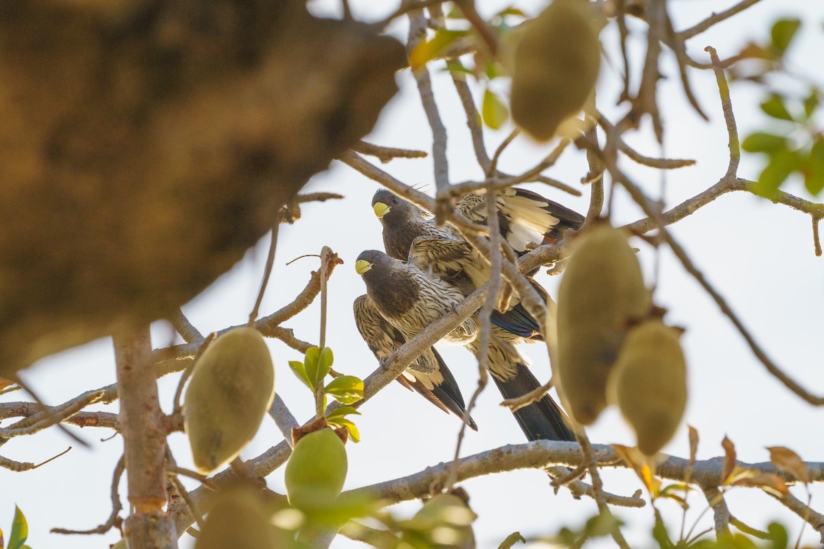 Western Plantain-eater - ML629291037
