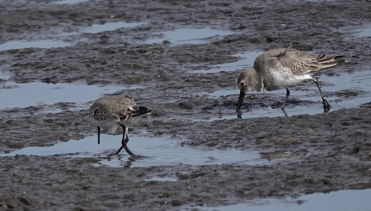 Dunlin - ML629291042