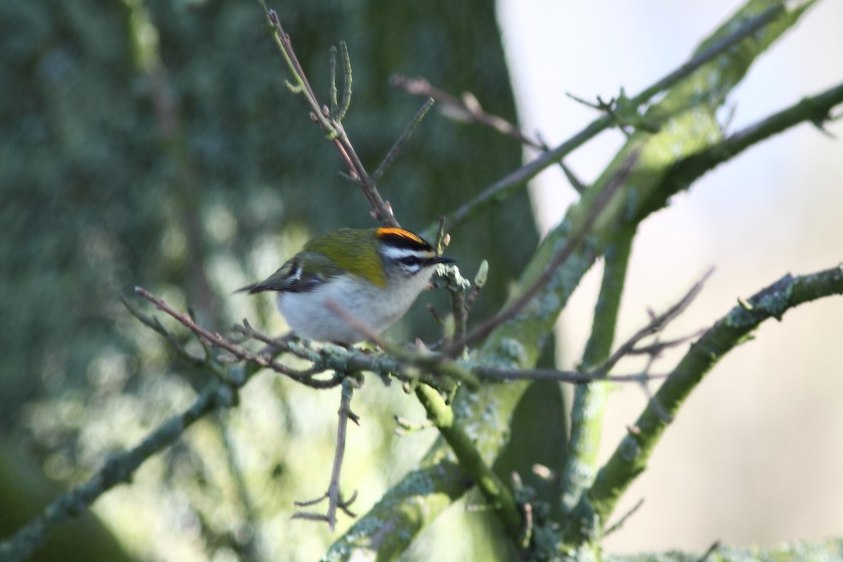 Common Firecrest - ML629291046