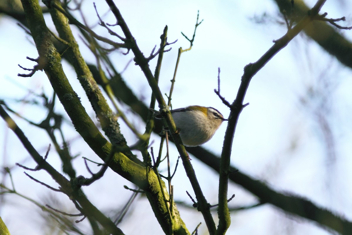Common Firecrest - ML629291047