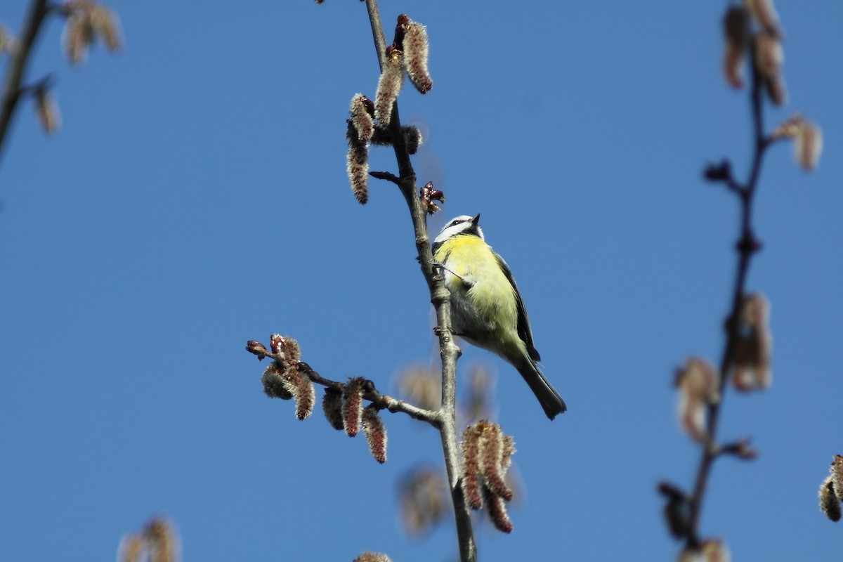 Eurasian Blue Tit - ML629291109