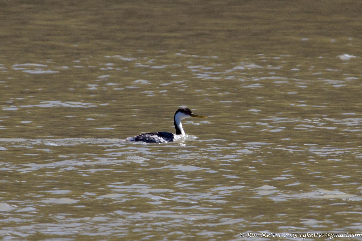 Western Grebe - ML629291141