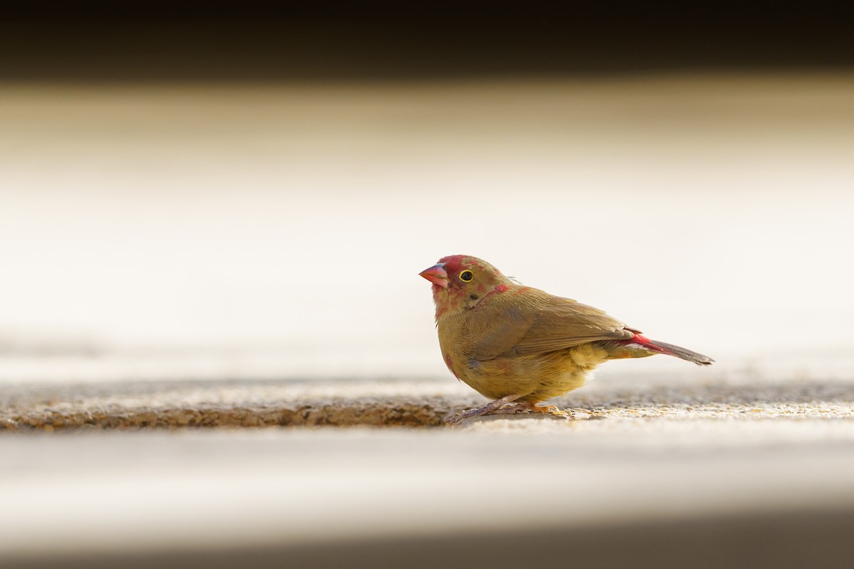 Red-billed Firefinch - ML629291209