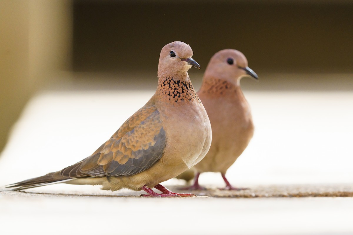 Laughing Dove - ML629291225