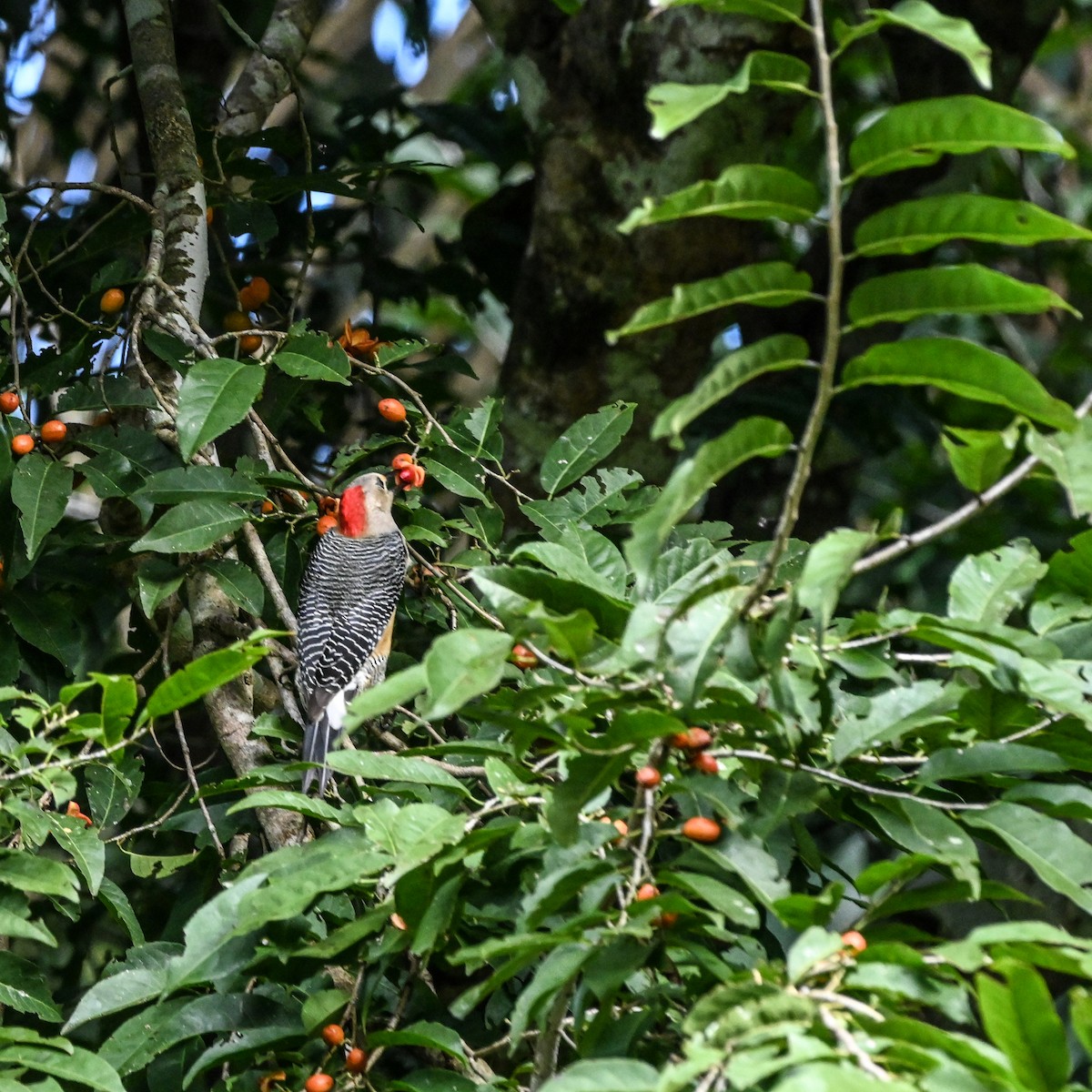Golden-fronted Woodpecker - ML629291231