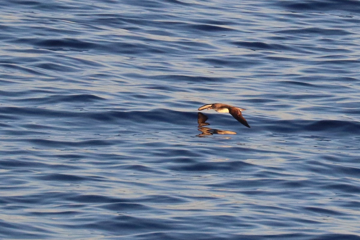 Scopoli's Shearwater - ML629291249