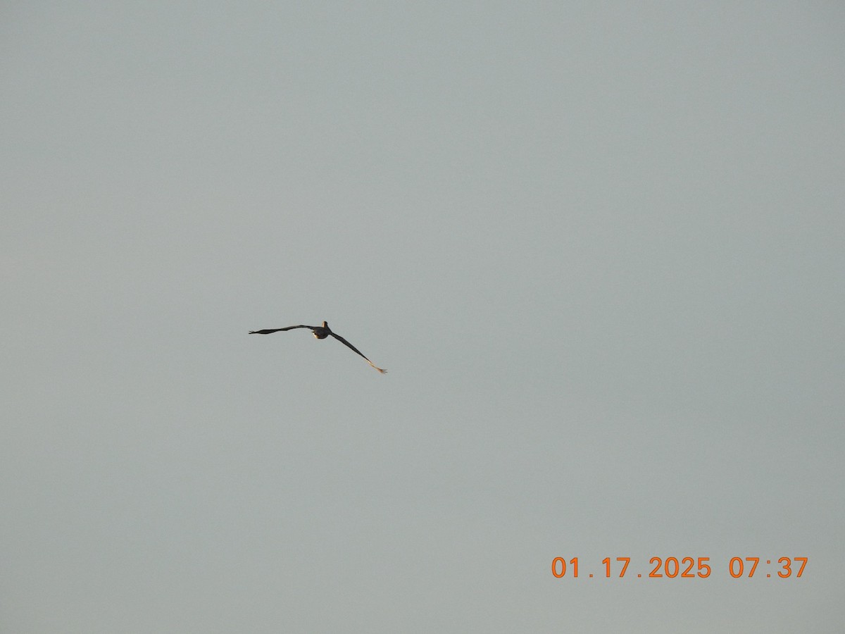 Brown Pelican - ML629291269
