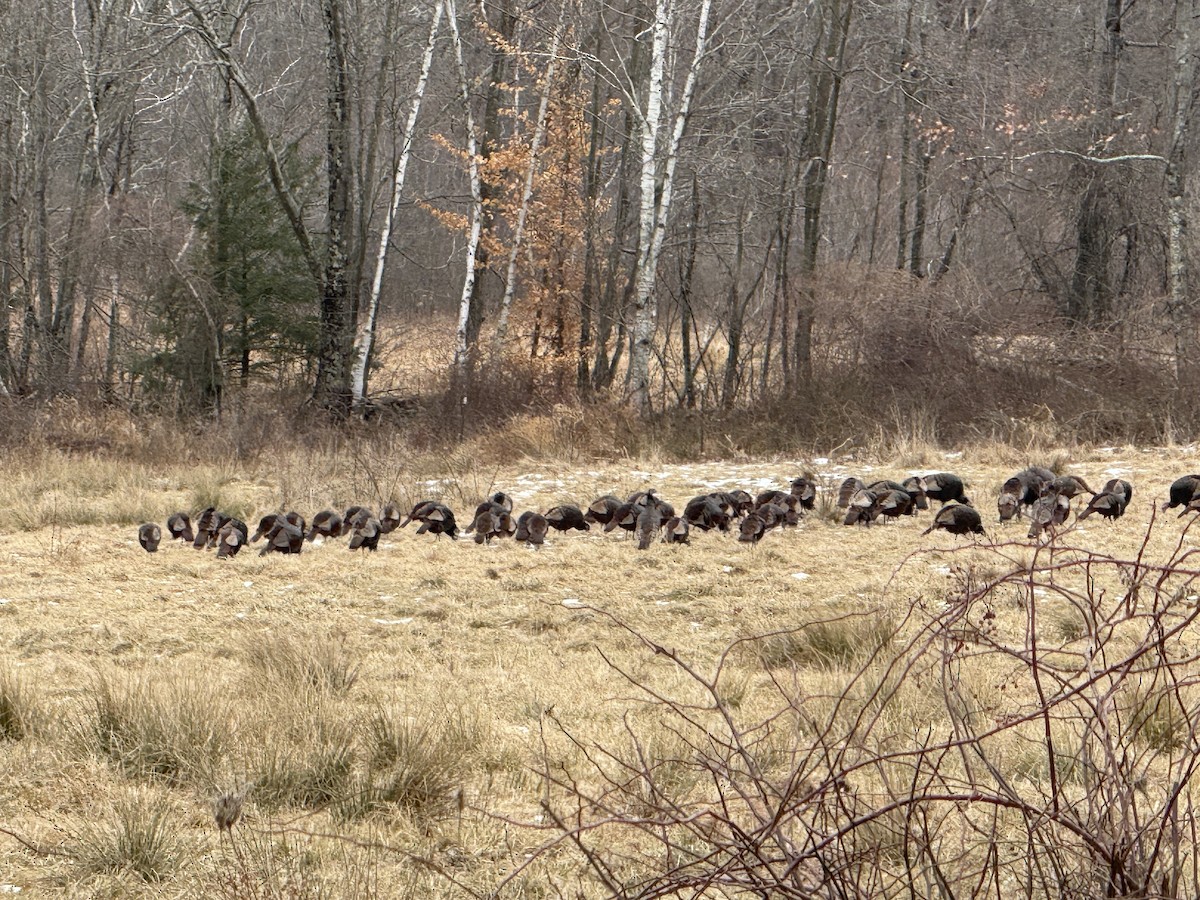 Wild Turkey - ML629291272