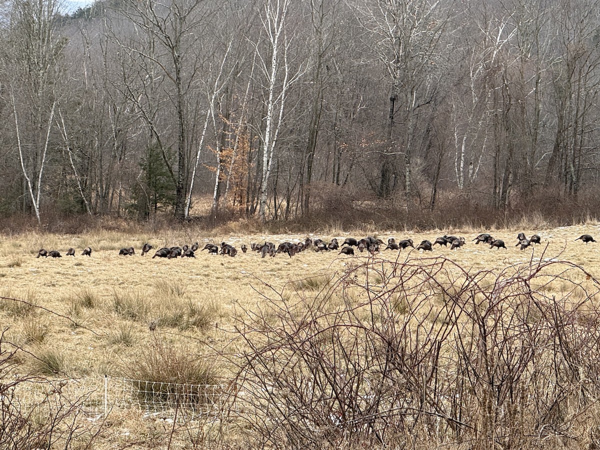 Wild Turkey - ML629291280