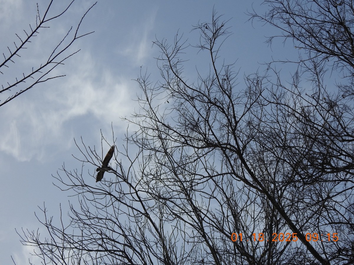 Brown Pelican - ML629291333