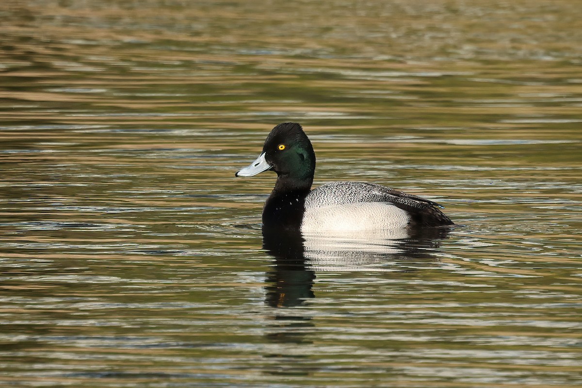 Lesser Scaup - Tiago Guerreiro