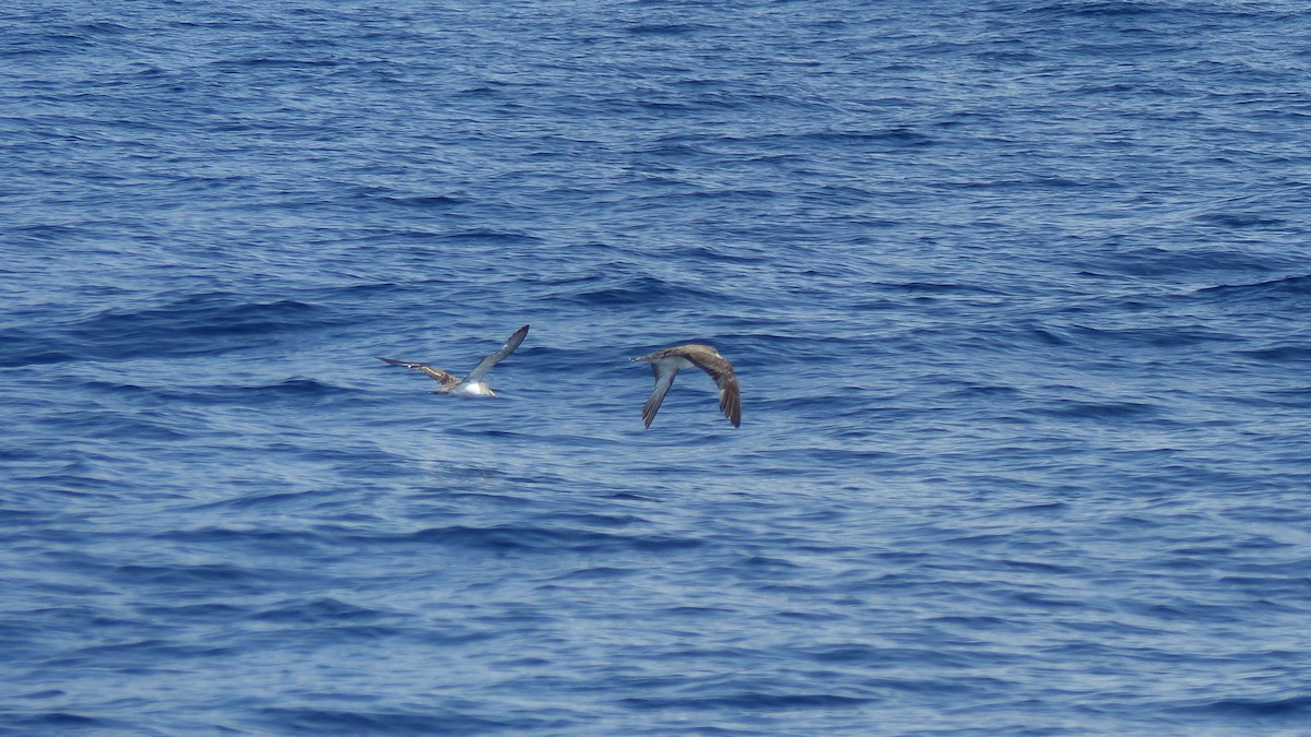 Scopoli's Shearwater - ML629291633