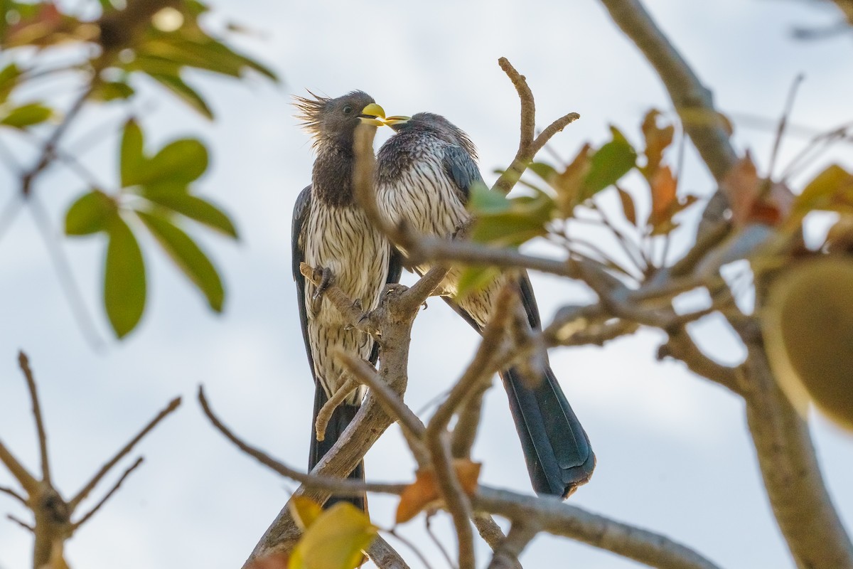 Western Plantain-eater - ML629291655